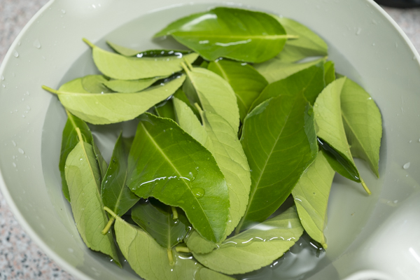hojas de limonero