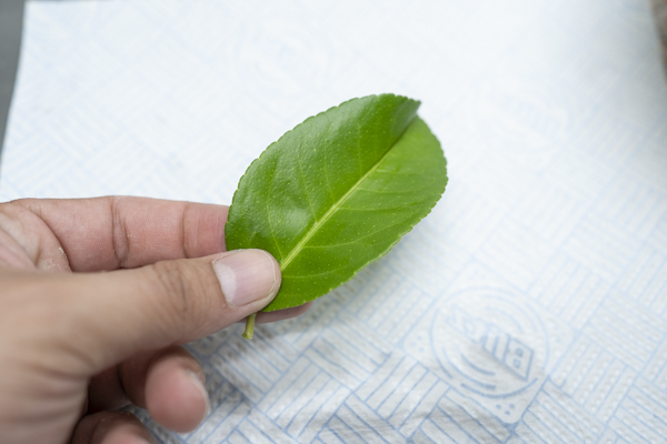 hojas de limonero para paparajotes